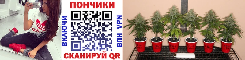 hydra зеркало Назрань Конопля Bruce Banner
